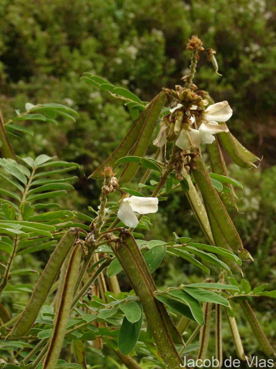 Tephrosia vogelii Hook.f.